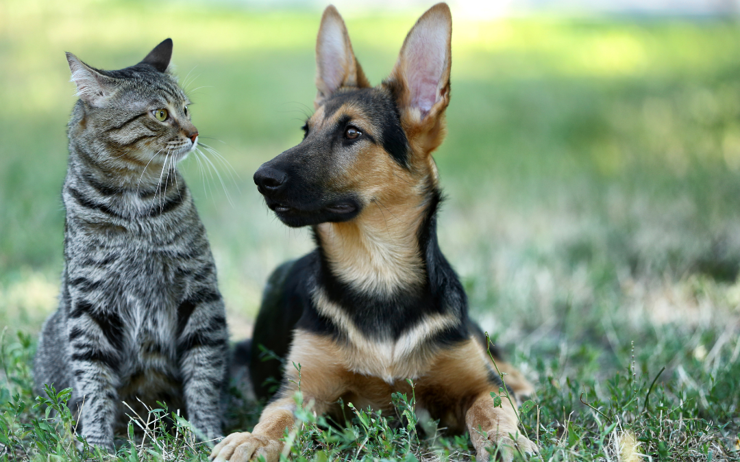 Keeping Up with Your Pet’s Vaccination Schedule
