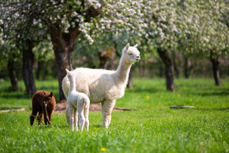 Expert Llama & Alpaca Veterinary Care in Cave Spring, GA