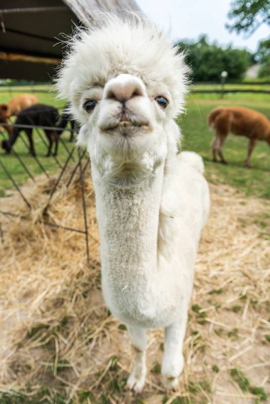 alpacas alpacas-in-outdoor-ranchin-southern-poland-at-sunn