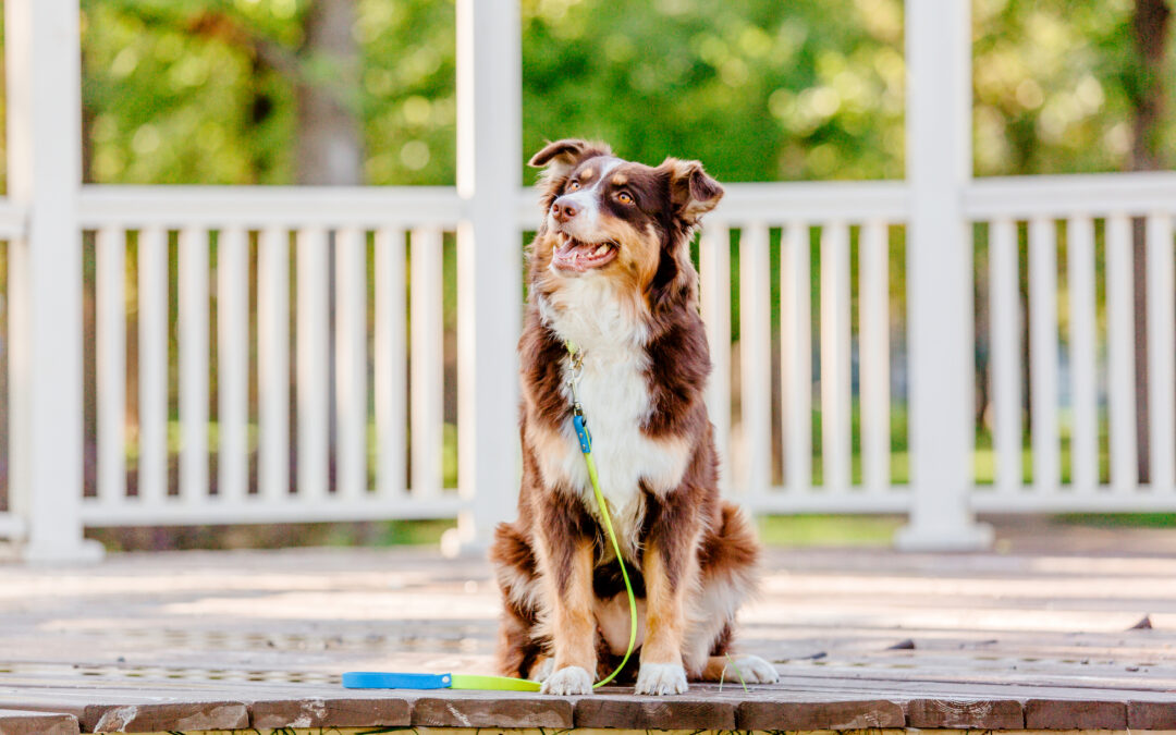 A Summer Guide for Pets in Cave Spring