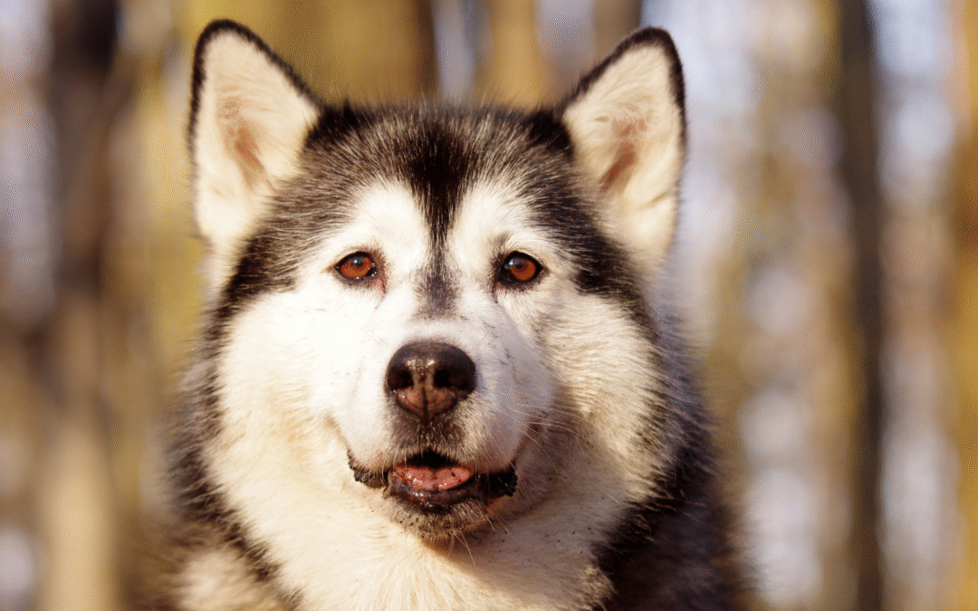 Preventing Pet Obesity with Routine Veterinary Care