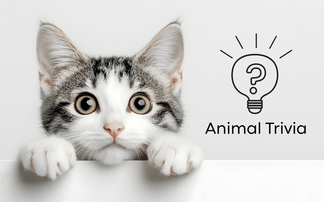 Vet Near Me Quiz – Are You Smarter Than a 5th Grader? Pet Edition | Cave Spring Animal Hospital