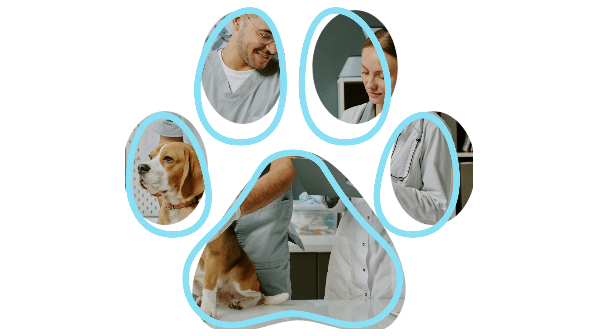 vet near me dental care at Cave Spring Animal Hospital in Cave Spring GA