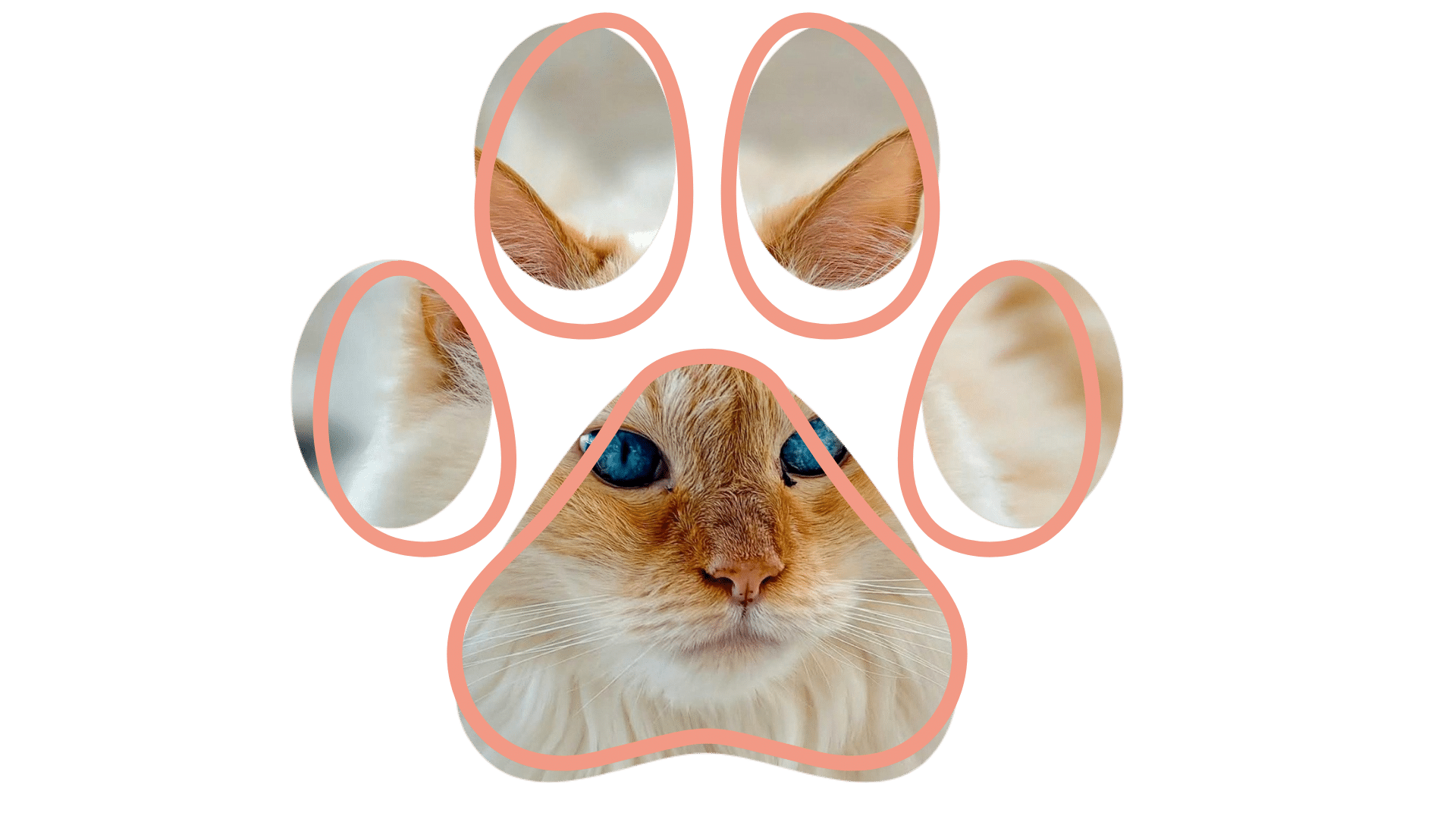 vet near me healthy pets Cave Spring Animal Hospital Cave Spring GA